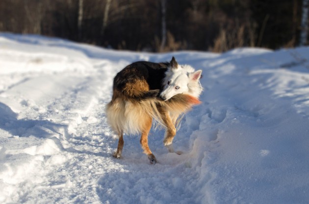 GISMETEO: Собака виляет хвостом? Обратите внимание на направление — оно скажет о её отношении к вам