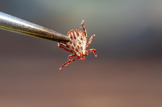 Страшный факт: клещи способны выживать в домах неделями
